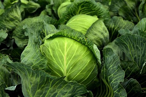 Analyzing the Texture of Fermenting Cabbage in Dream Symbolism