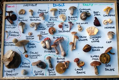 Analyzing the various mushroom types encountered in dreams