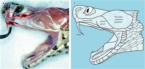 Anatomy of Venomous Snakes with Citrus-colored Venomous Bites