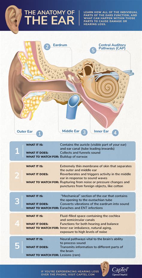 Anatomy of the Ear: Understanding the Role of Ear Shape