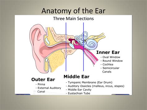 Anatomy of the ear: Understanding the issue