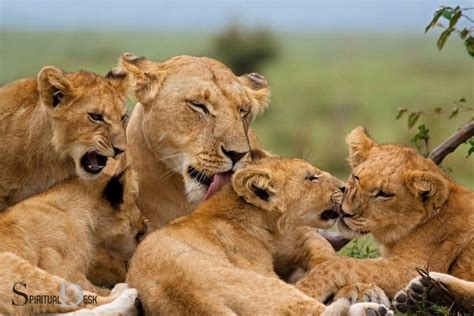 Ancestral Wisdom: The Spiritual Significance of Lion Cubs in Women's Dreams