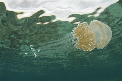 Ancient Guardians of the Ocean: Uncovering the Longevity of Jellyfish