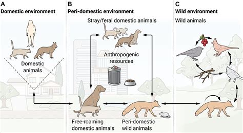 Animal Allies: The Role of Feline Companions in Dreamscapes and Their Potential Impact on Our Lives