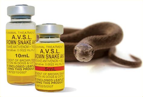 Antivenom Treatment Options for Bites from the Vibrant Serpents