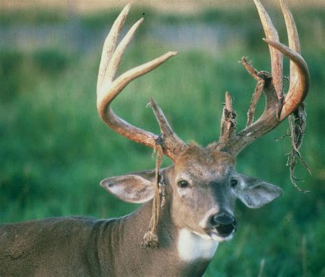 Antlers: A Reflection of Strong Health and Dominance