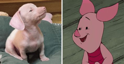 Applying the insights from a petite piglet's reverie to real-life circumstances