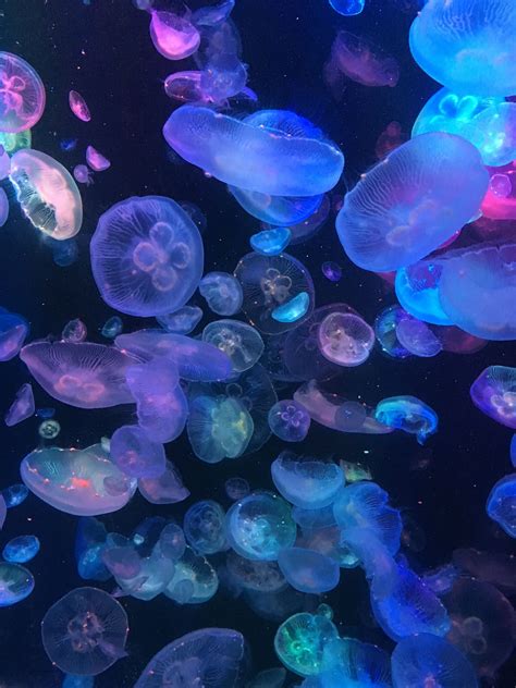 Aquarium Showcasing the Significance of Jellyfish in the Maritime Biome