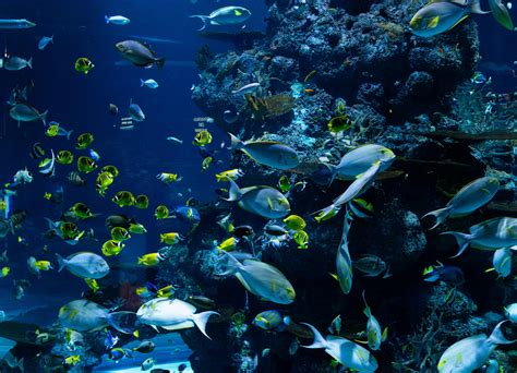 Aquarium Therapy: The Soothing Effects of Observing Fish in Motion