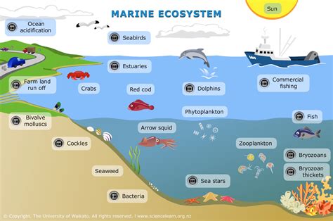 Aquatic Symphony: The Harmonious Balance of Marine Ecosystems