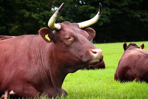 Are Horned Cows a Real Phenomenon or Just a Product of the Imagination?