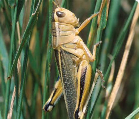 Astonishing Adaptations: How the Enormous Grasshopper Thrives in its Habitat