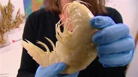 Astonishing Confirmation: Woman Discovers Enormous Crustacean in an Isolated Area