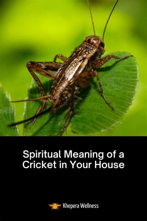 Astonishing Discoveries: Unveiling the Deeper Significance of a Cricket's Presence in Your Vision