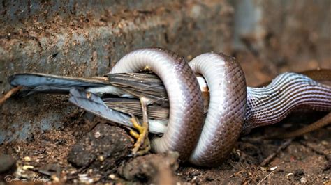 Astonishing Discovery: A Snake Engulfs a Fellow Serpent