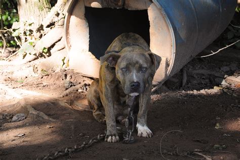 Astonishing Discovery: An Enormous Chained Dog in a Hidden Location