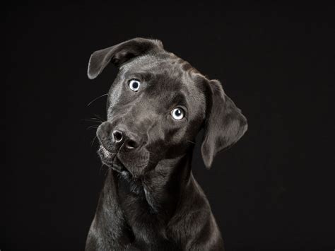 Astonishing Encounter: A Dark Dream Unveils a Massive Black Canine