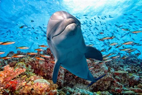 Astonishing Vision: A Splendid Dolphin in its Natural Environment