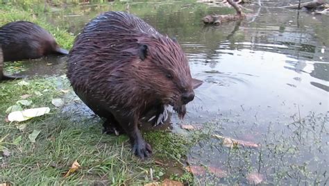 Astonishing Wildlife Encounter: Witnessing a Beaver Up Close