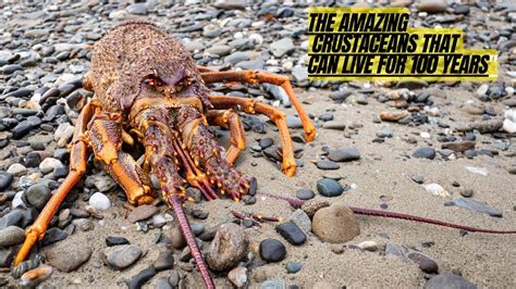 Astounding Encounter: An Unbelievable Meeting with an Enormous Crustacean