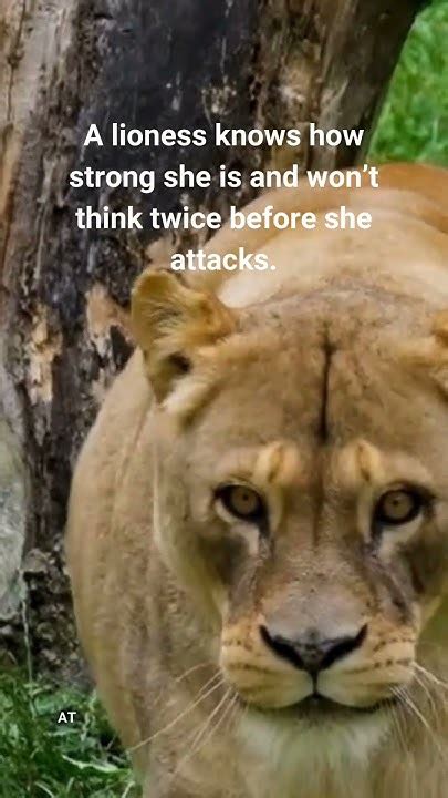 Awakening the Inner Lioness: Tapping into the Strength and Power Within