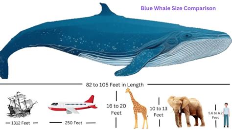 Awe-Inspiring Size: Exploring the Enormity of the Beautiful Creature