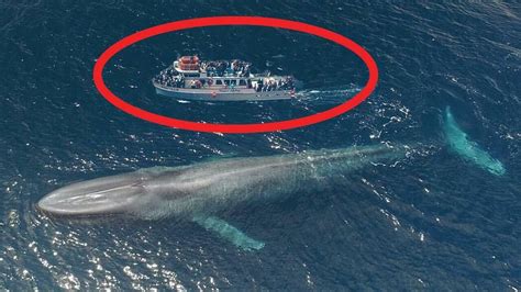 Awe-inspiring Encounter: The Enormous Presence of the Colossal Sea Creature