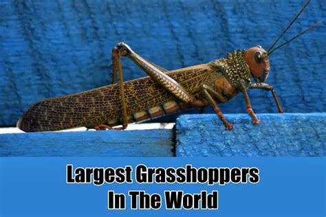 Awe-inspiring Size: The Enormous Dimensions of the Colossal Grasshopper