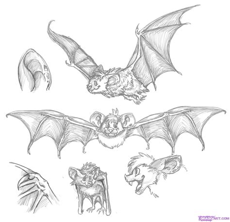 Bat Sketches: Portraying the Mix of Apprehension and Fascination