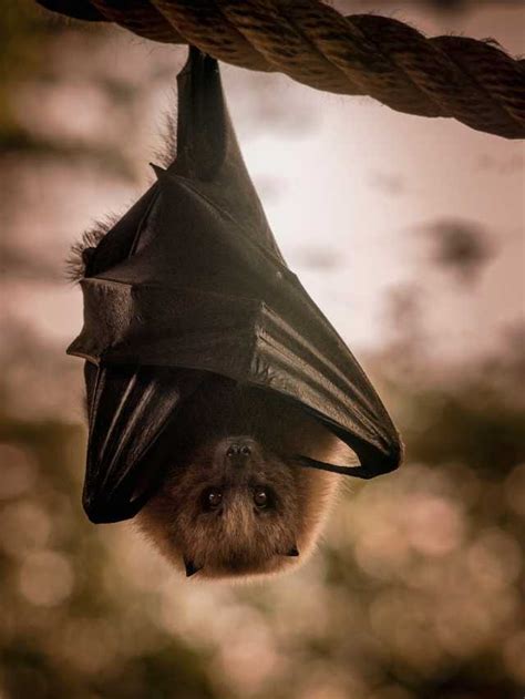 Bat dreams as a sign of transition or change