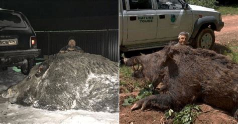 Battle for survival: A desperate struggle against the formidable boar