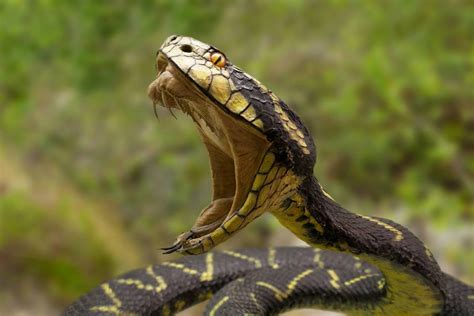 Battling Anxiety: The Man's Response to the Serpent's Bite