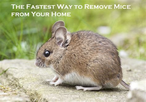 Battling the Tiny Intruder: Strategies for Mouse Removal