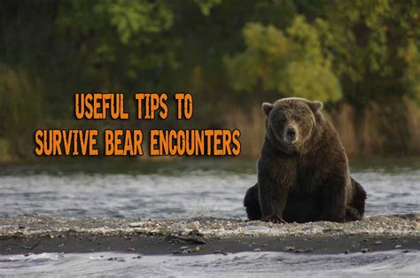 Bear-Human Encounters: How Frequently Do They Occur?