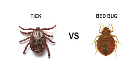 Bedbugs vs. Other Insects: How the Symbolism Differs