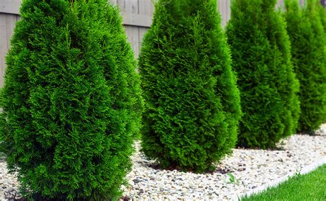 Benefits of Having a Evergreen Conifer Inside Your Home