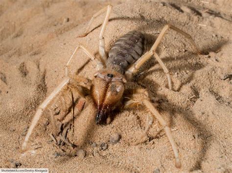 Benefits of a Fuzzy Outfit for Arachnid Survival