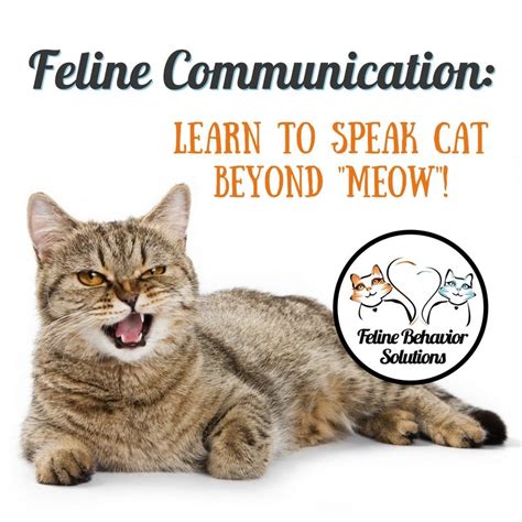 Beyond Meows: Learning to Communicate with the Feline prodigy