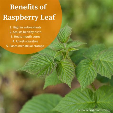 Beyond the Bush: Innovative Uses for Raspberry Leaves and Stems