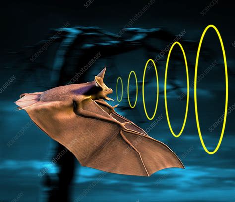 Beyond the Darkness: Understanding the Unique Sonar System of Bats