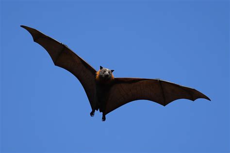 Beyond the Dream: Bats in the Natural World