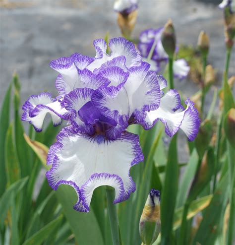 Beyond the Ordinary: Rare and Exotic Irises around the World