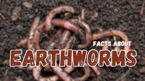 Beyond the Soil: Unveiling the Fantasies of Earthworms