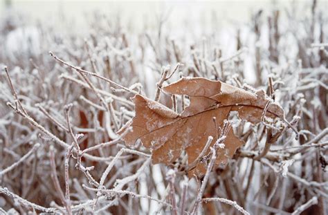 Beyond the Surface: Exploring Frost's Symbolism as a Window into the Depths of Human Nature