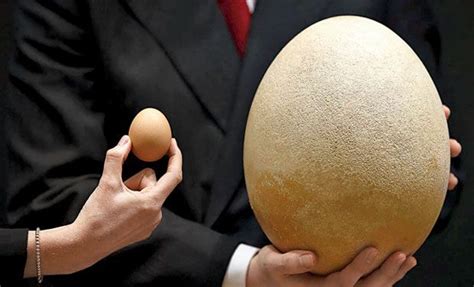 Big Appetites: Who Are the Biggest Enthusiasts of the Enormous Egg Dish?