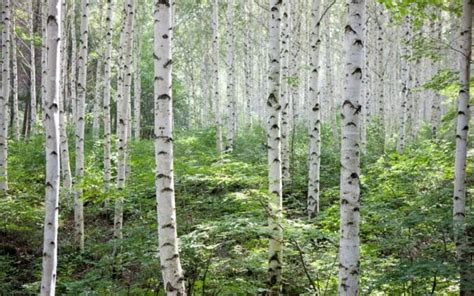 Birch Trees in Folklore and Mythology: Their Connection to Women