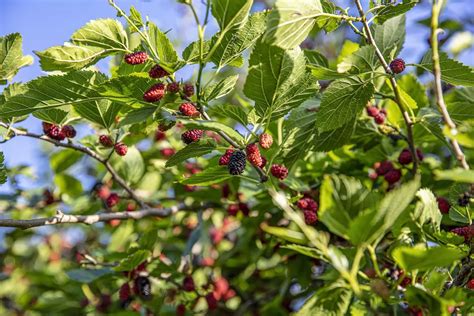 Black Mulberry Tree: A Source of Inspiration for Artists and Writers