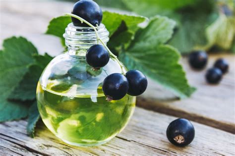 Blackcurrants: The Secret Ingredient for a Successful Union