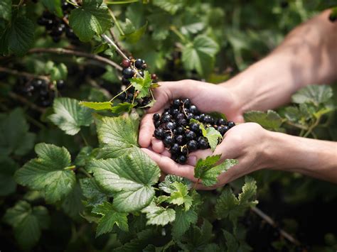 Blackcurrants in Wedding Traditions and Rituals