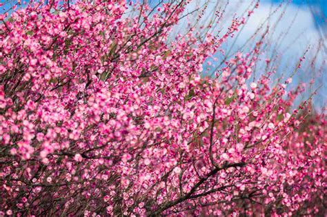 Blossoming into Beauty: A Symbol of Renewal